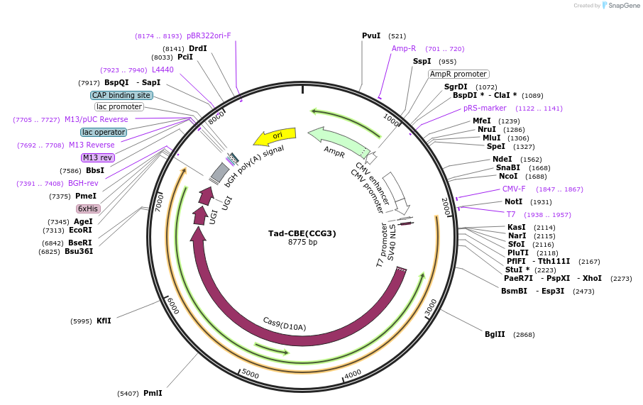 235074-plasmid-map-sequence-id-468470