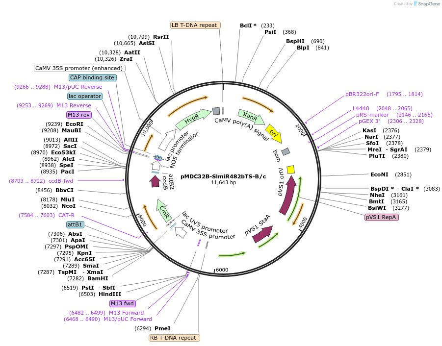 234369-plasmid-map-sequence-id-468504