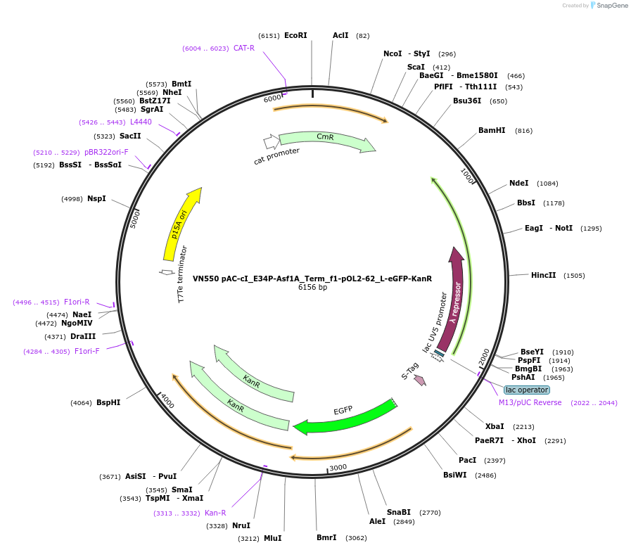 235102-plasmid-map-sequence-id-469039