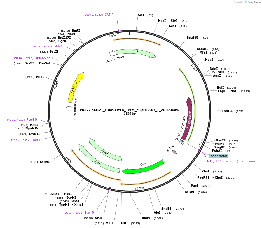 235103-plasmid-map-sequence-id-469058