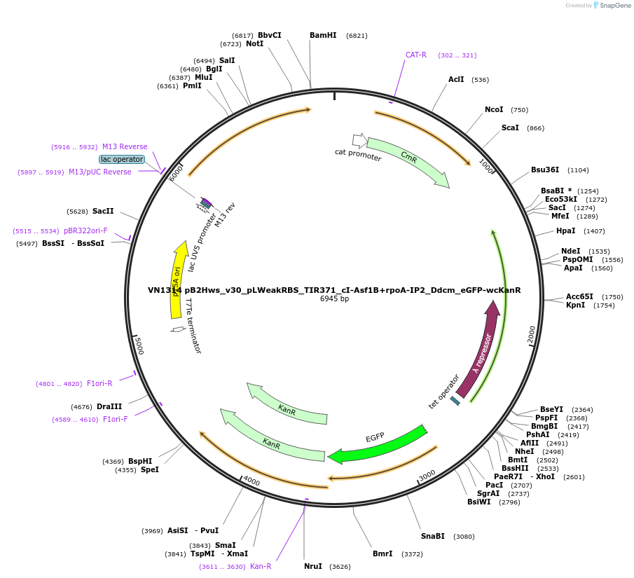 235111-plasmid-map-sequence-id-469189
