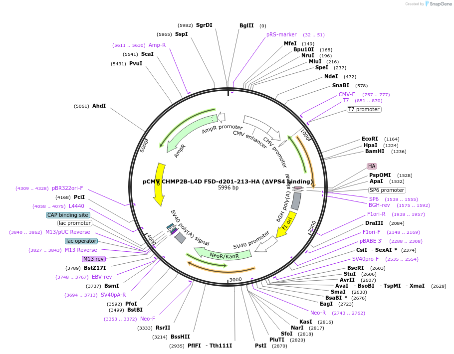 232011-plasmid-map-sequence-id-469261