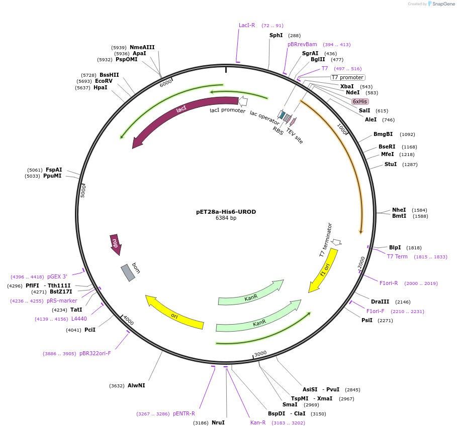 236739-plasmid-map-sequence-id-469916