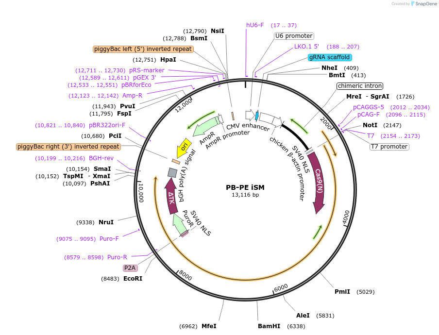 235995-plasmid-map-sequence-id-470114