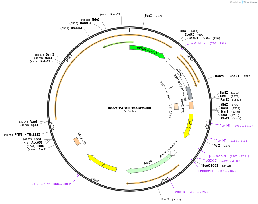 234549-plasmid-map-sequence-id-471028
