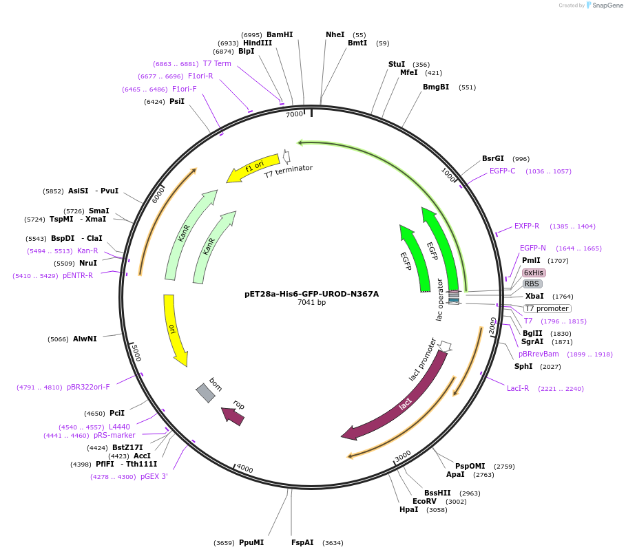236742-plasmid-map-sequence-id-471115