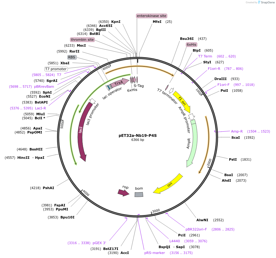 236500-plasmid-map-sequence-id-471363