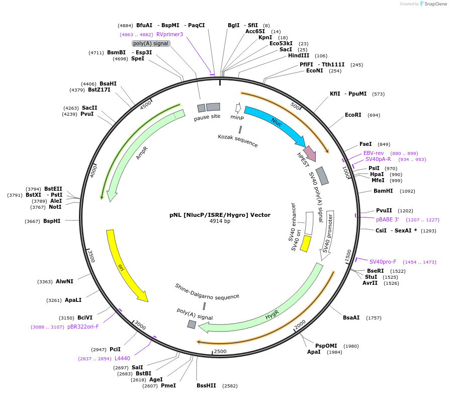 236834-plasmid-map-sequence-id-471835