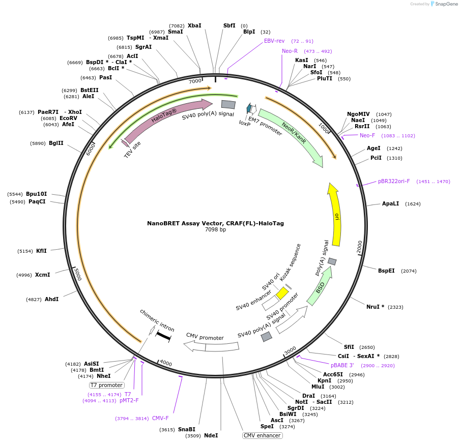 236874-plasmid-map-sequence-id-471857