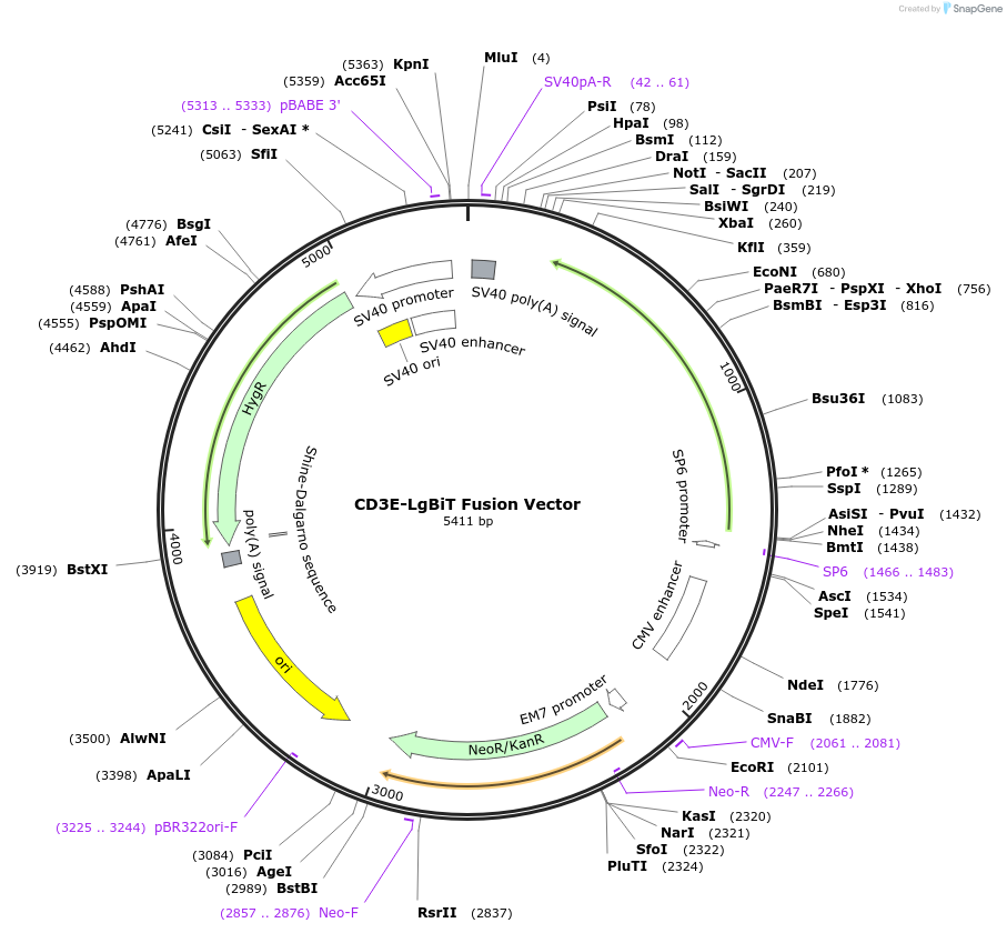 237029-plasmid-map-sequence-id-471888