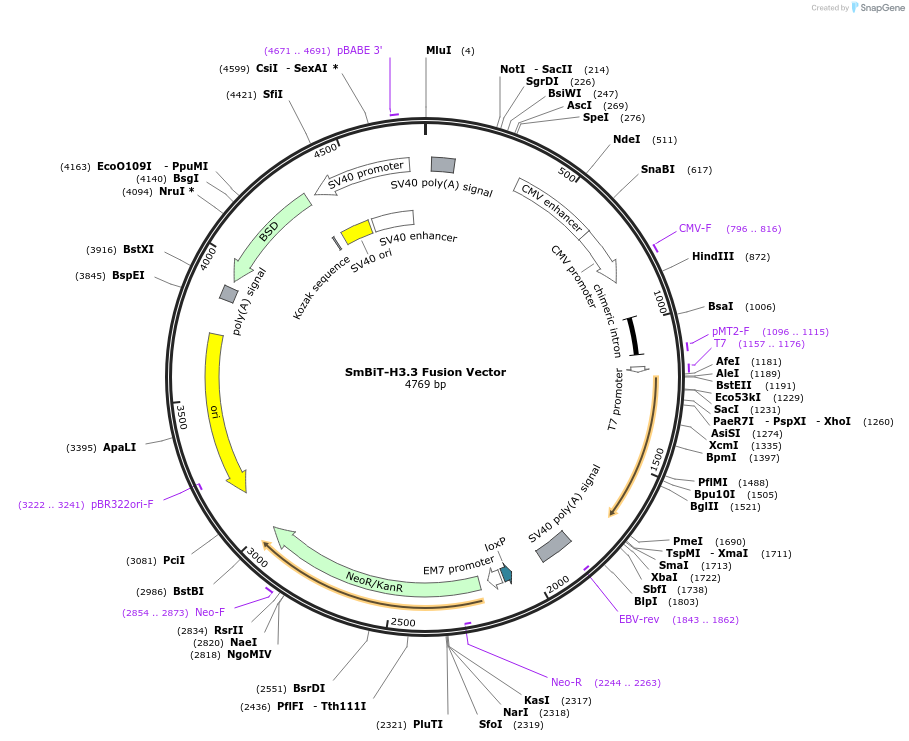 237046-plasmid-map-sequence-id-471902