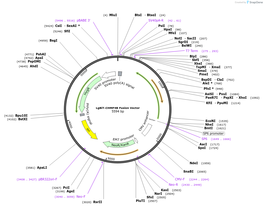 237054-plasmid-map-sequence-id-471907