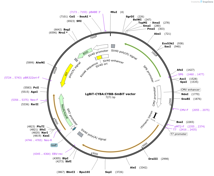 237059-plasmid-map-sequence-id-471912
