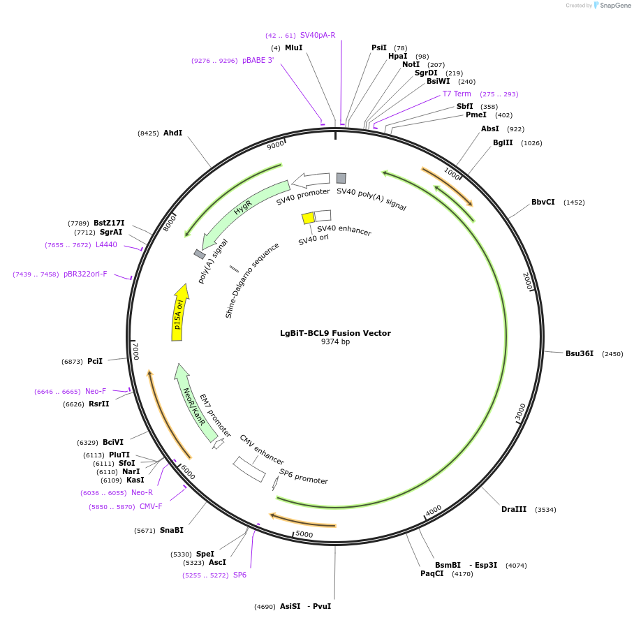 237072-plasmid-map-sequence-id-471920