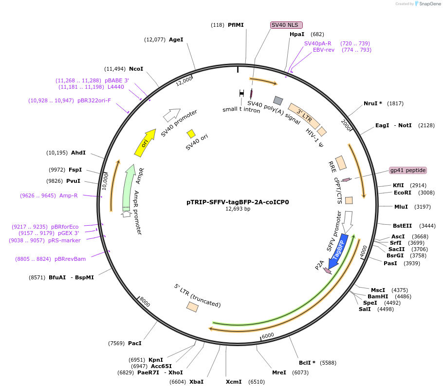 235536-plasmid-map-sequence-id-472104