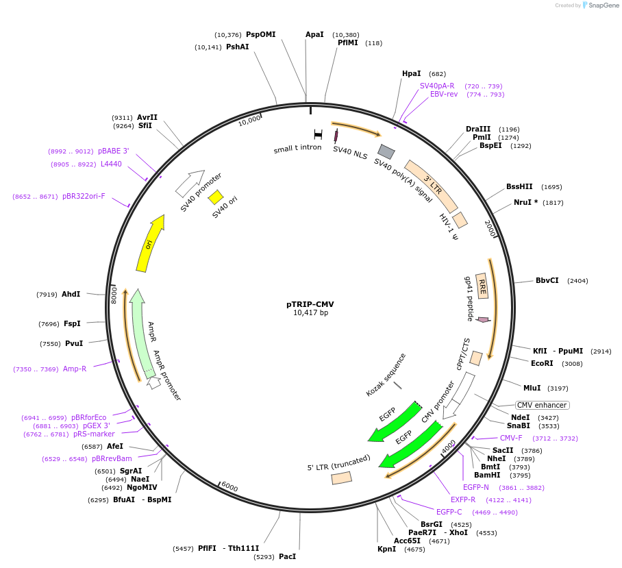Addgene pTRIP CMV - Addgene Plasmid 235534 Sequence 472105 Map