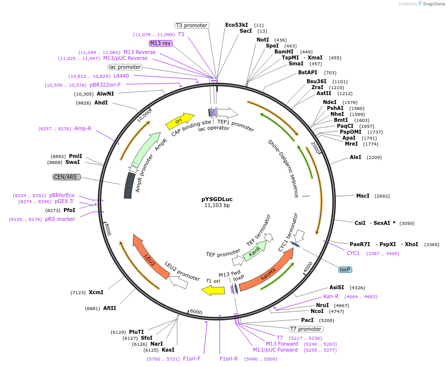 236297-plasmid-map-sequence-id-472364