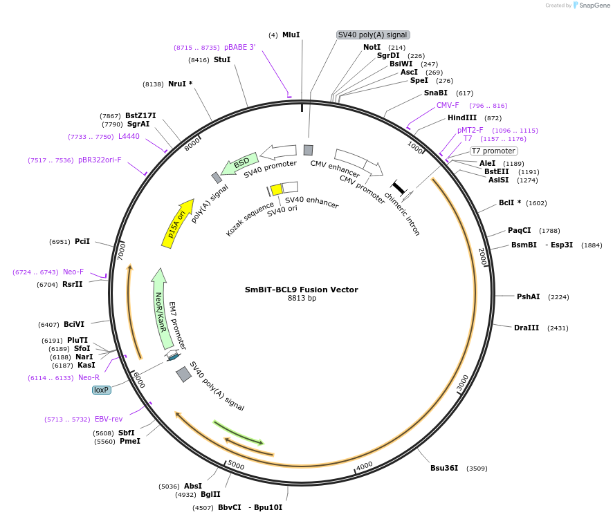 237074-plasmid-map-sequence-id-472439