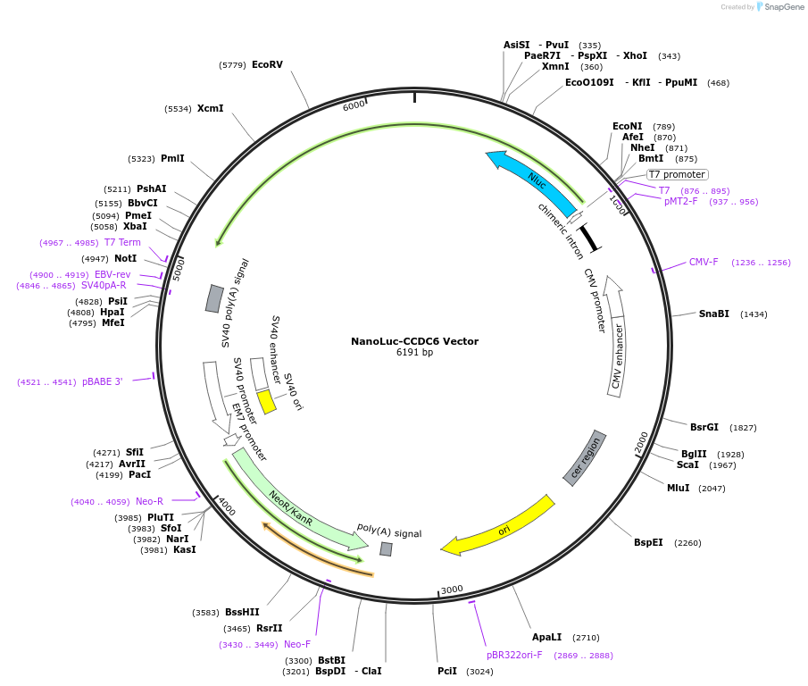 236991-plasmid-map-sequence-id-472461