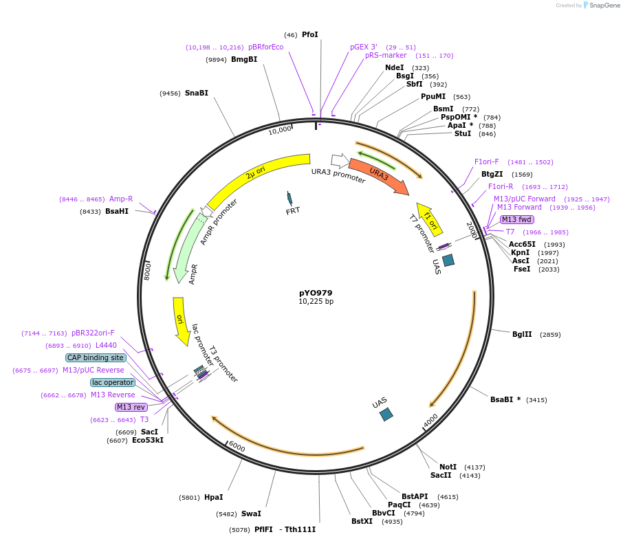 235756-plasmid-map-sequence-id-472513