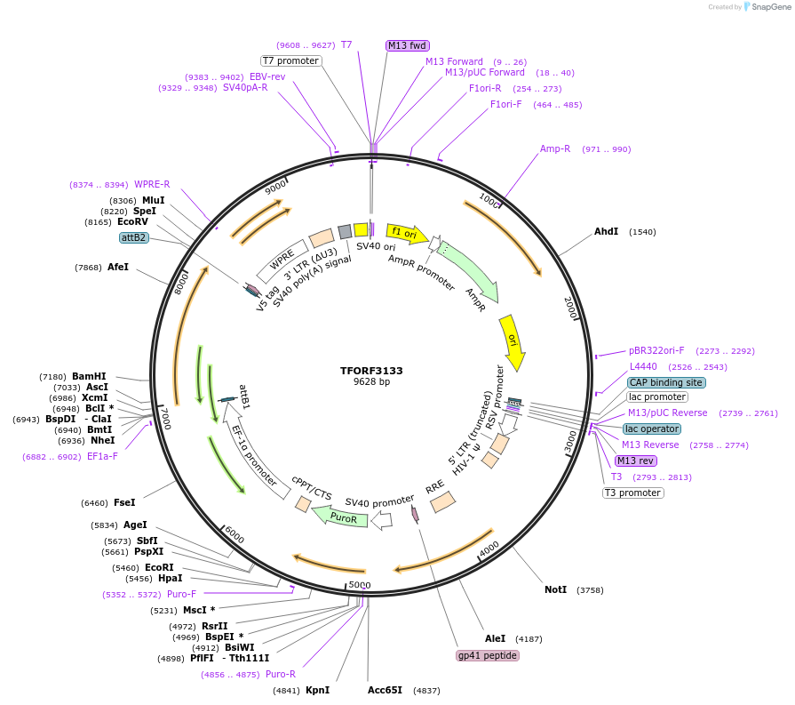 144610-plasmid-map-sequence-id-472607