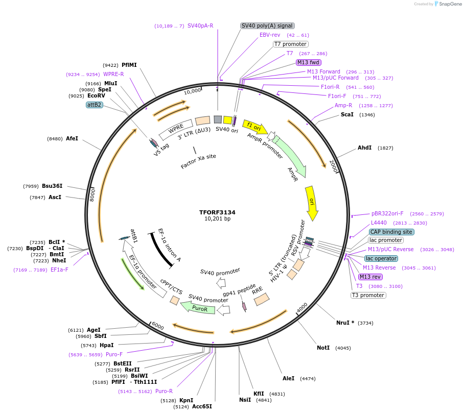 144621-plasmid-map-sequence-id-472608
