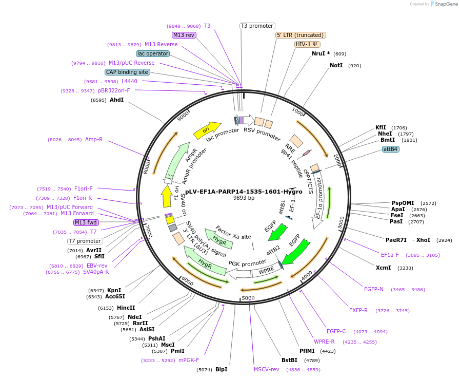 238100-plasmid-map-sequence-id-472667