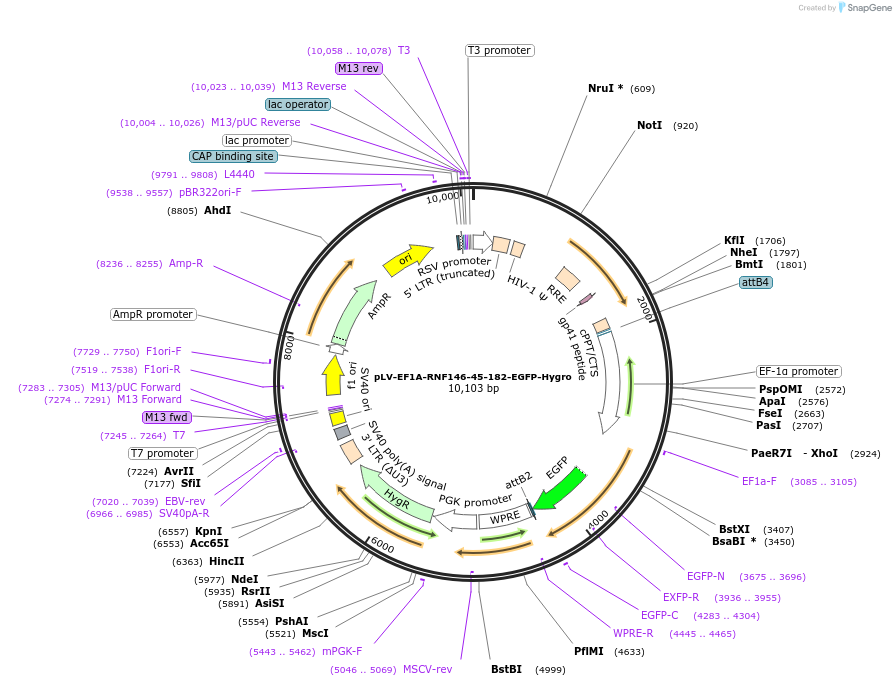 238091-plasmid-map-sequence-id-472683