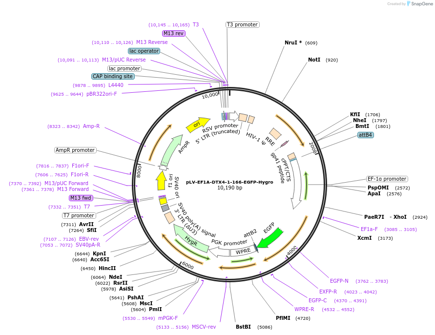 238095-plasmid-map-sequence-id-472689