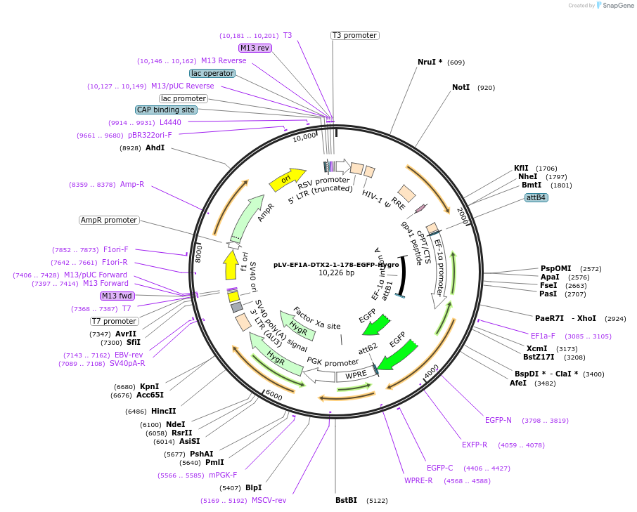 238094-plasmid-map-sequence-id-472690