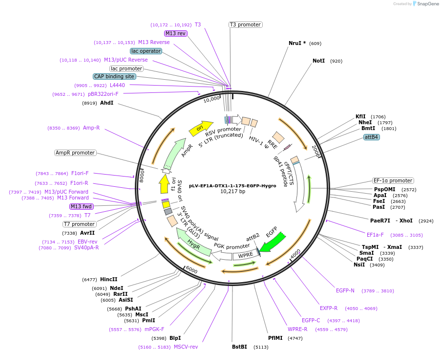 238093-plasmid-map-sequence-id-472693