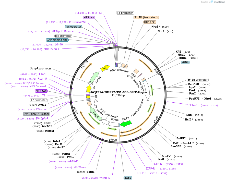 238092-plasmid-map-sequence-id-472694