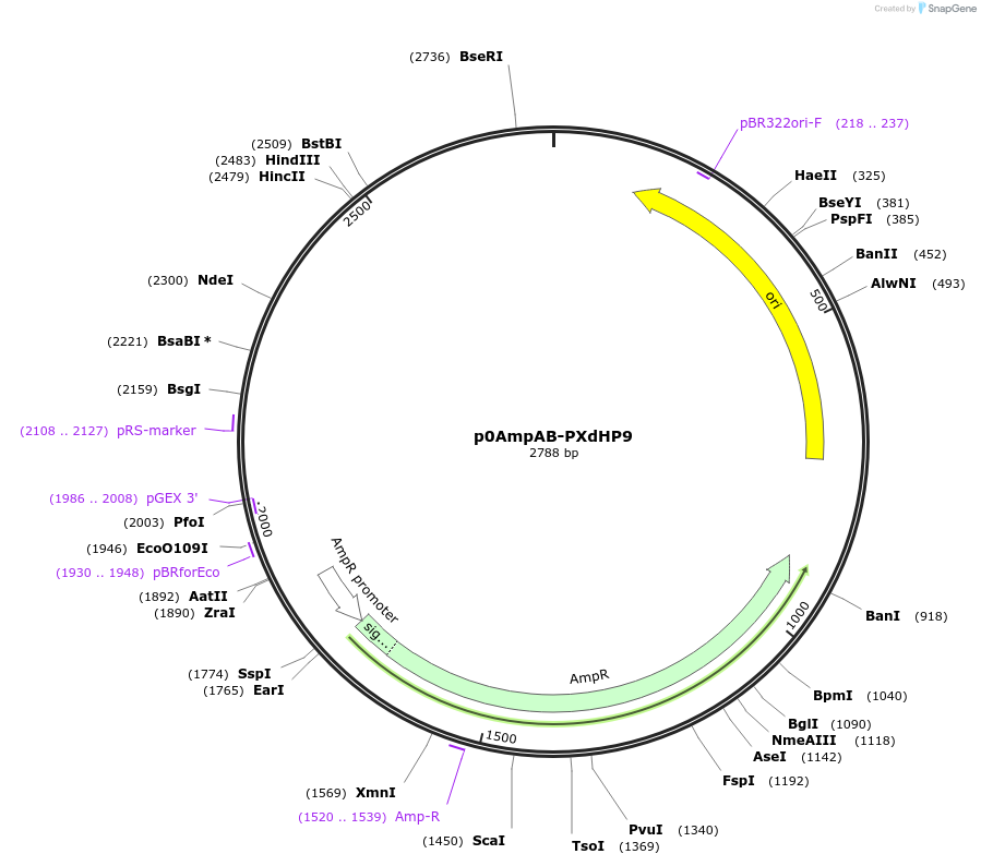 237246-plasmid-map-sequence-id-472723