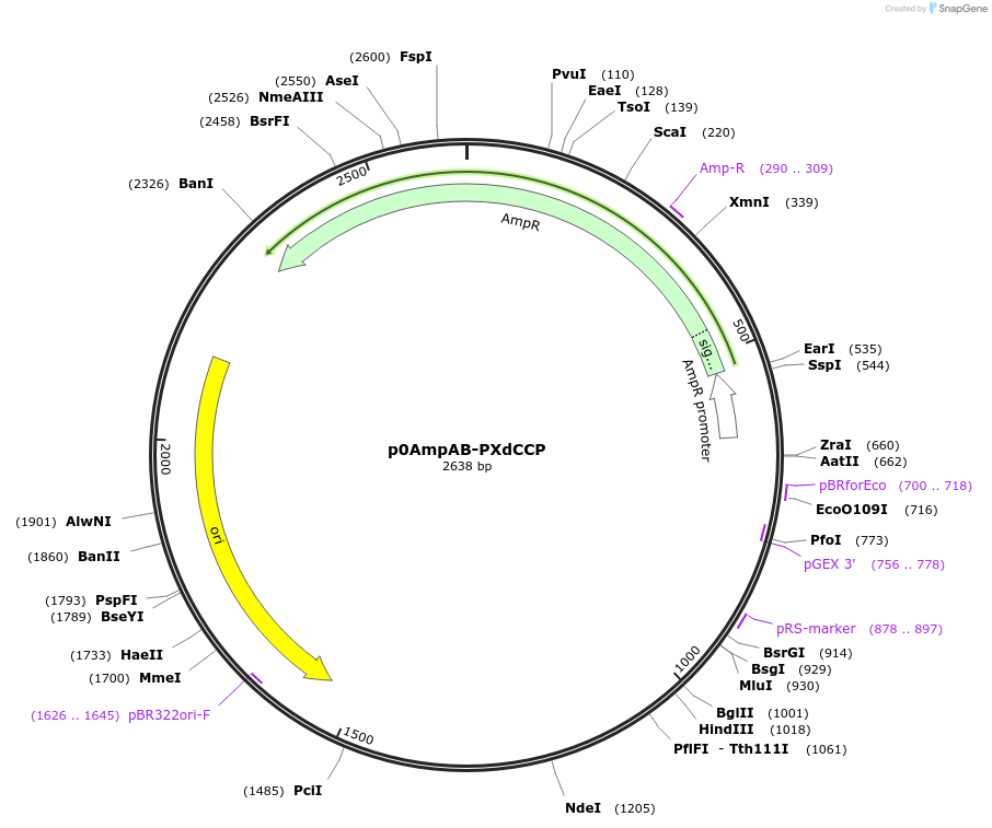 237251-plasmid-map-sequence-id-472725