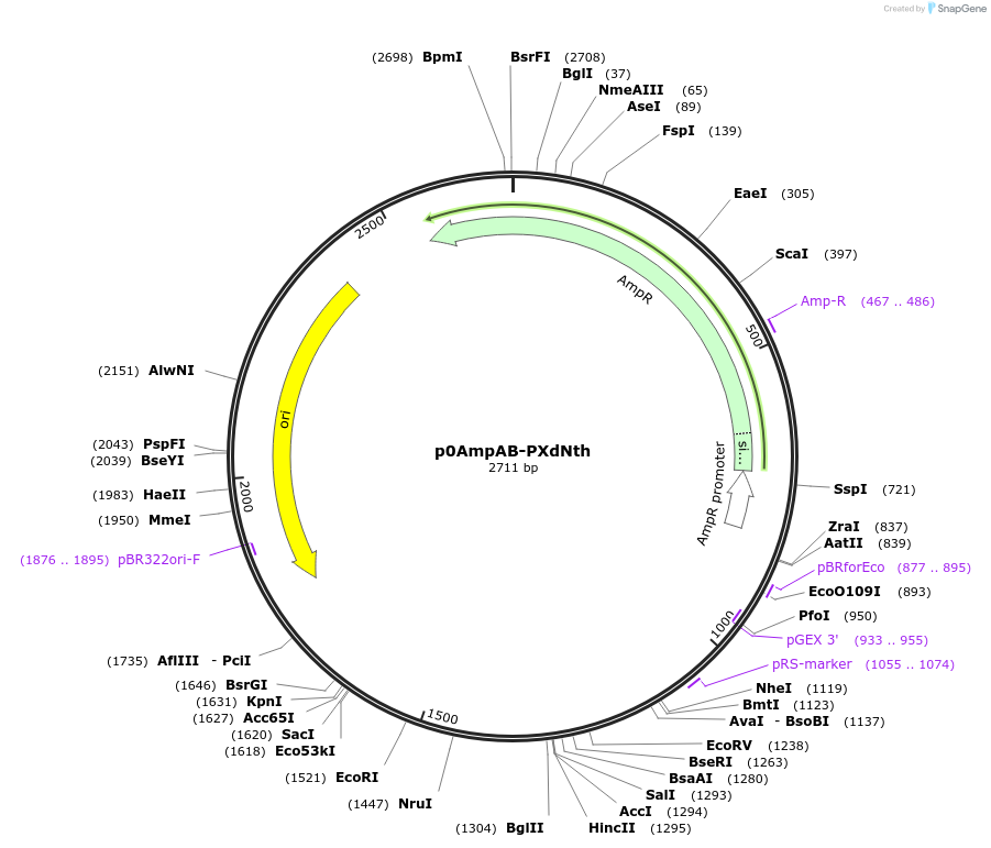 237263-plasmid-map-sequence-id-472727
