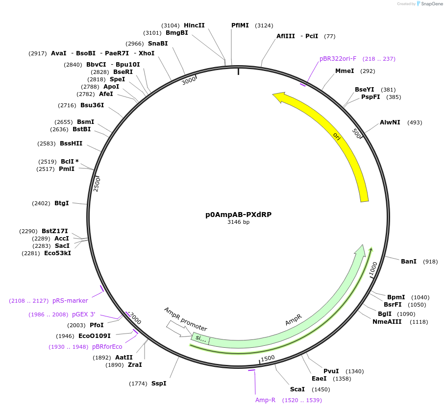 237252-plasmid-map-sequence-id-472729
