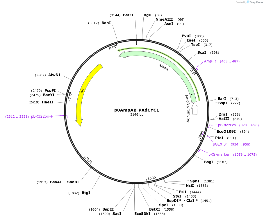 237248-plasmid-map-sequence-id-472734