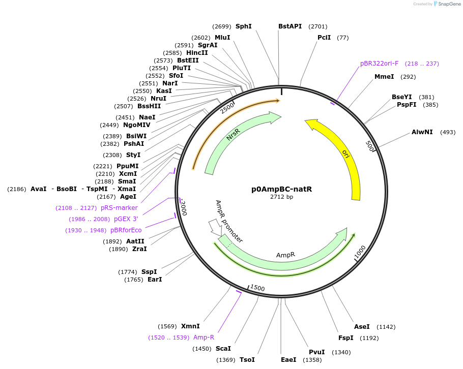 237270-plasmid-map-sequence-id-472739