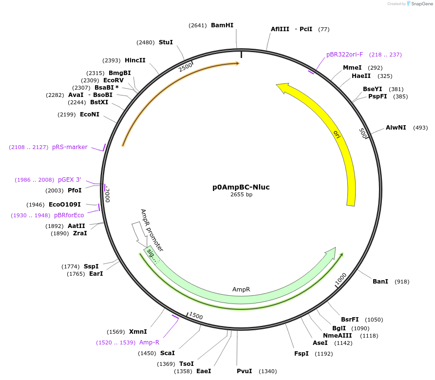 237271-plasmid-map-sequence-id-472740