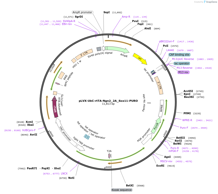 226284-plasmid-map-sequence-id-472747