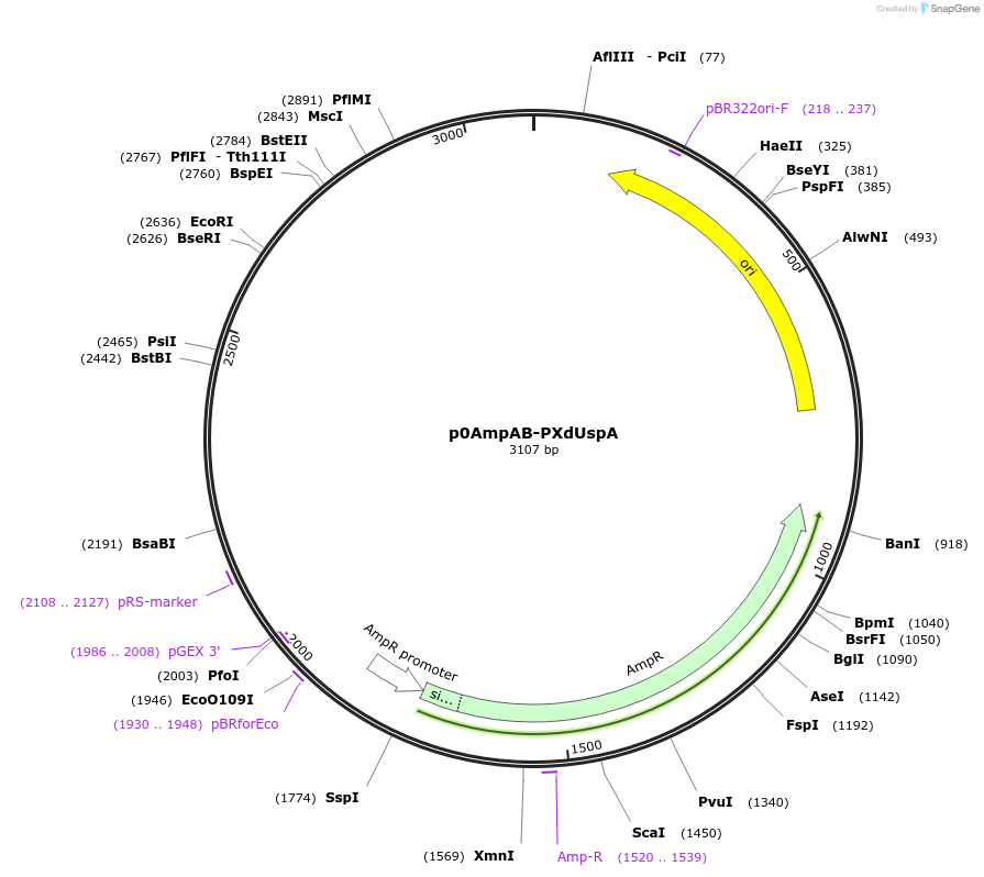 237241-plasmid-map-sequence-id-472757