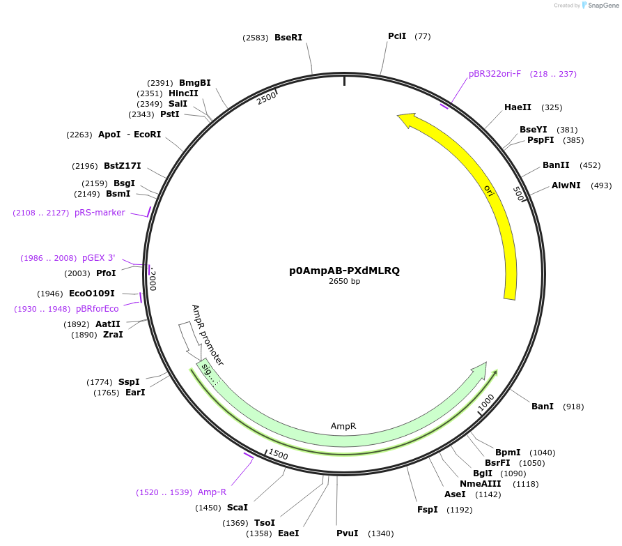 237247-plasmid-map-sequence-id-472763