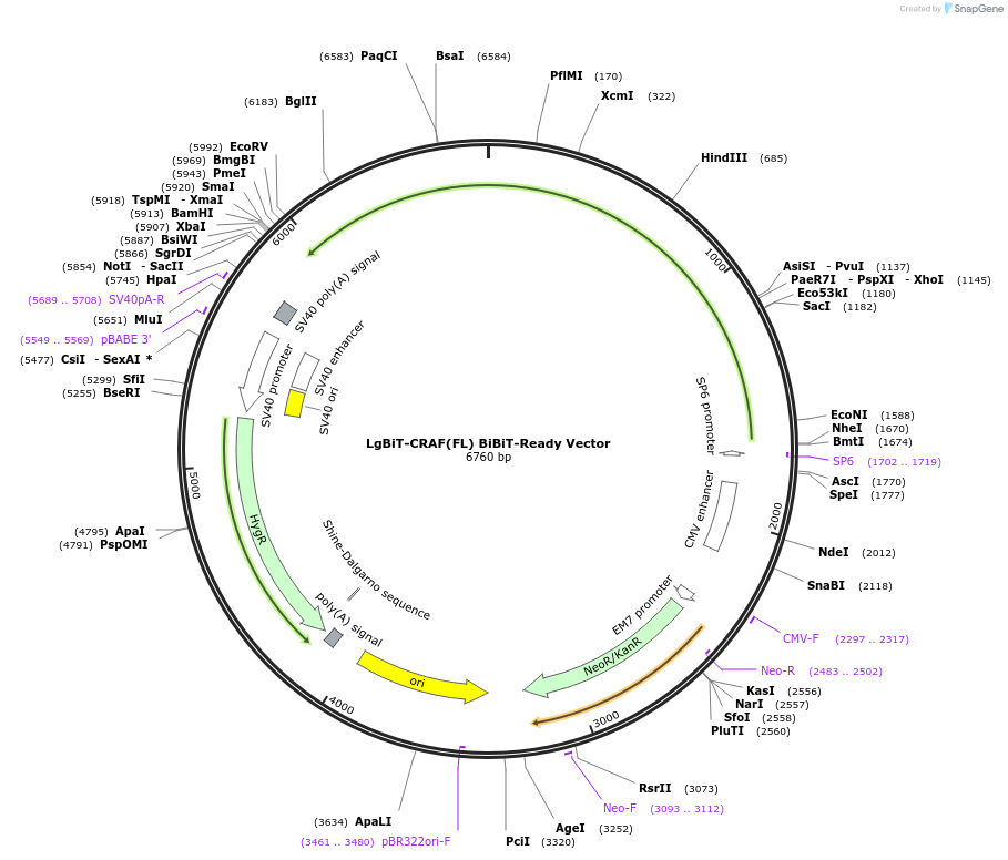 236799-plasmid-map-sequence-id-472869