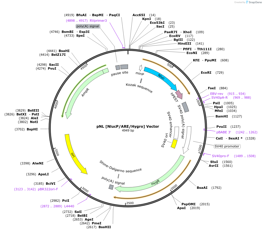 236818-plasmid-map-sequence-id-472870