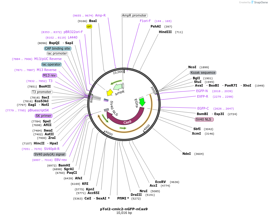 238308-plasmid-map-sequence-id-472875