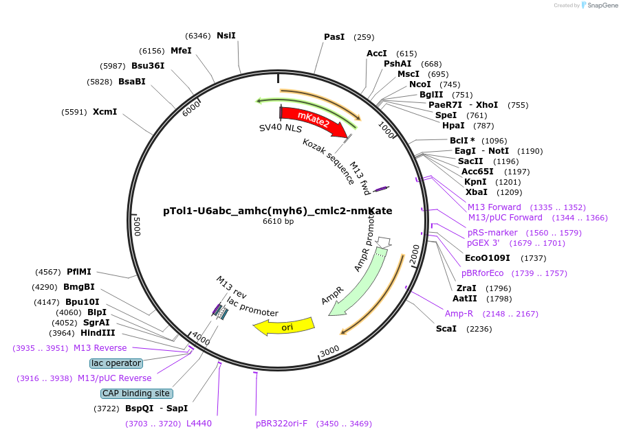 238375-plasmid-map-sequence-id-472879