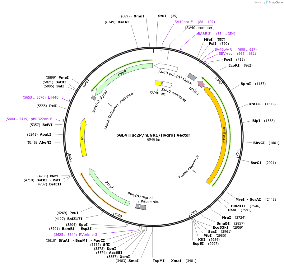 236821-plasmid-map-sequence-id-472888