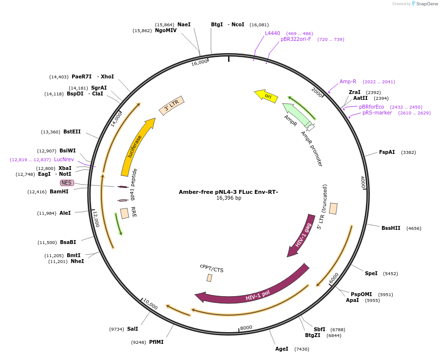 238415-plasmid-map-sequence-id-472907