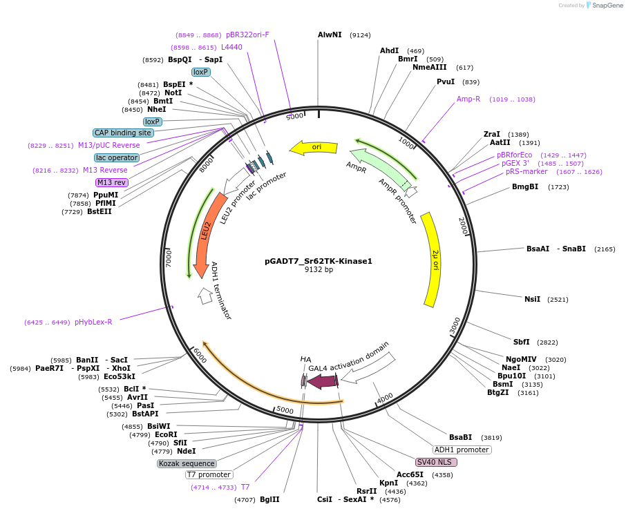 233529-plasmid-map-sequence-id-472946