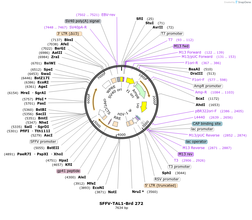 219214-plasmid-map-sequence-id-473171